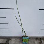  Japonský prasličkovec (Equisetum japonicum) - výška 50-60 cm, kont. P9